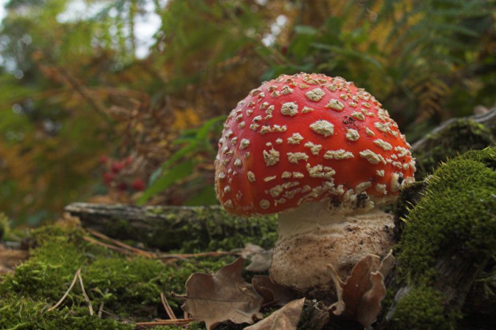 Amanita muscaria